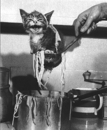 Cat Soup Again?